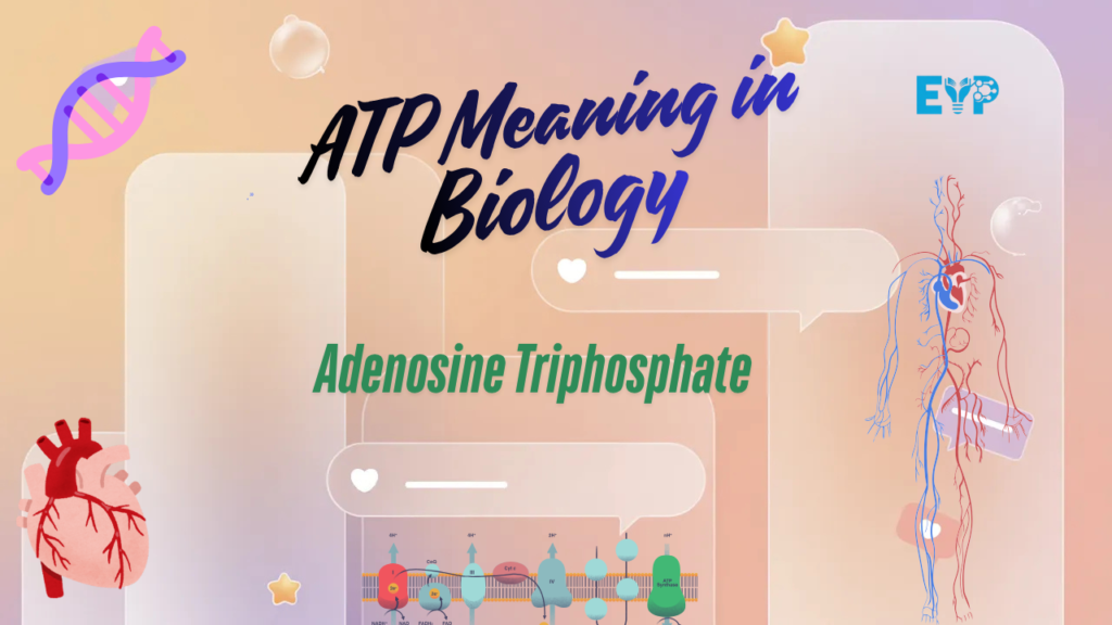 ATP Meaning in Biology